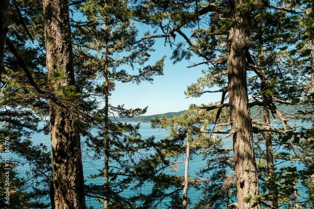 Fototapeta premium pine forest overlooking water in summer