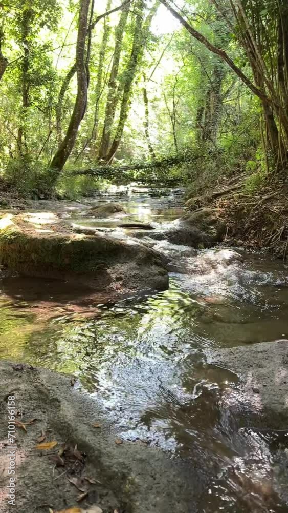 Stream through a forest in the middle of nature in summer. Provence, France Stream through a forest in the middle of nature in summer. Provence, France