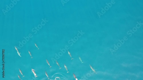 Timor-Leste Dolphins photo