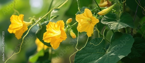 The Ivy Gourd flower is a versatile and ornamental addition to gardens, with vibrant yellow blooms on a climbing vine and heart-shaped leaves, while its edible shoots enhance culinary diversity. photo