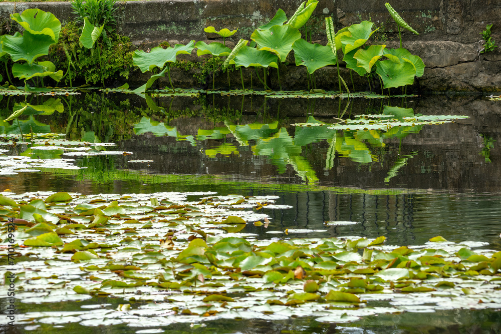 Idyllic view across pond to retaining wall and lotus leaves reflecting in water