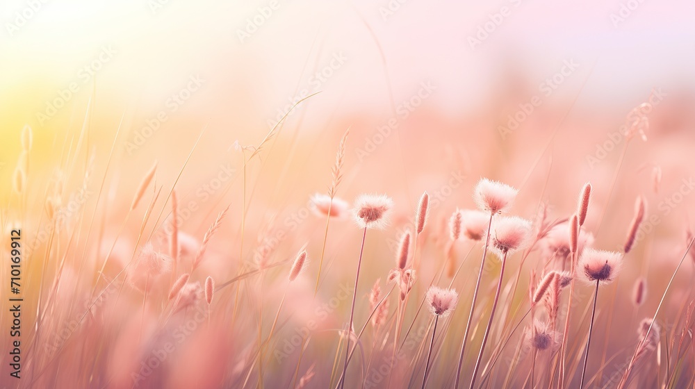 Soft focus of grass flowers with sunset light, peaceful and relax natural beauty, spring Easter wild flowers background concept - obrazy, fototapety, plakaty 