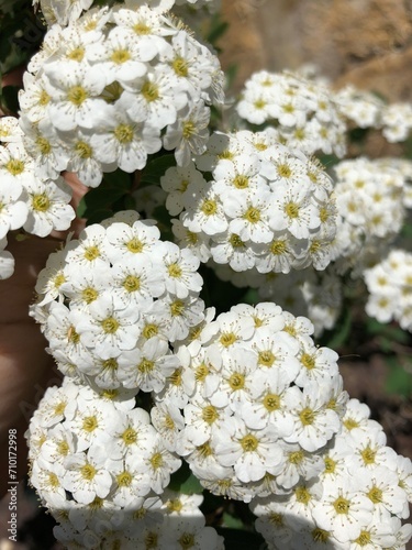 white flowers