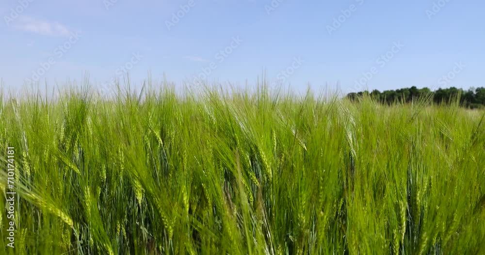 agricultural field with green cereals in summer, field with green rye agricultural field with green cereals in summer, field with green rye