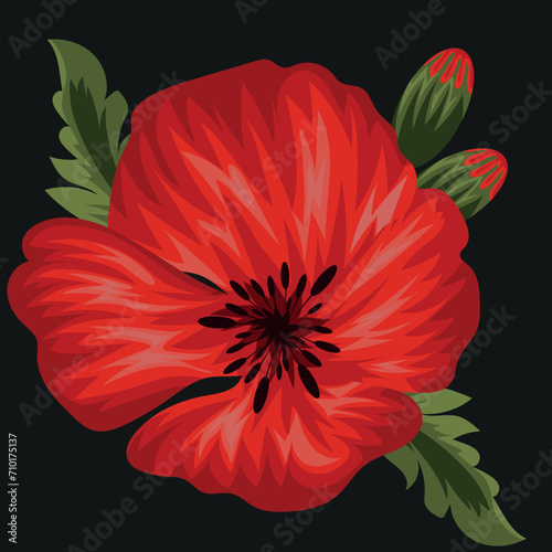open bud of field, red poppy flower, unopened bud and green leaf for use for typography or design, vector