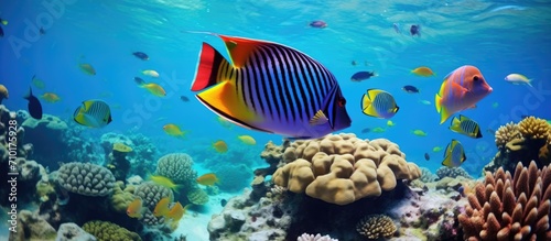 Tropical fish - red sea sailfin tang and colorful wrasse on coral reef. Blue ocean, marine life. Snorkeling with aquatic wildlife, underwater photography. photo