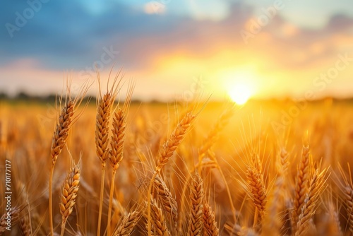 Golden Wheat Field at Sunset, Agriculture Concept