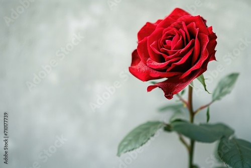 Elegant Red Rose with Dew Drops  Romantic Gift Concept