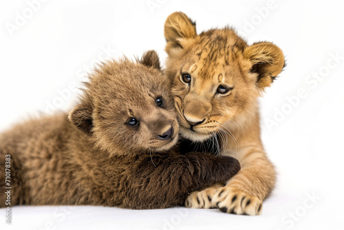 寄り添っているライオンの子供と子熊(背景無し,白背景)