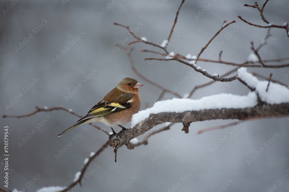 Finch (Fringilla coelebs) Fringuello