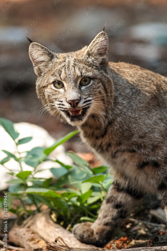 Fototapeta premium Bobcat Hunting in Yosemite