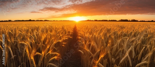 Vibrant sunset skies over the swaying wheat field panorama. © Zie