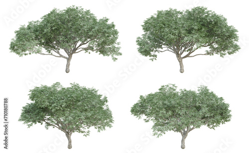 Albizia saman tree isolated on transparent background  png plant  3d render illustration.