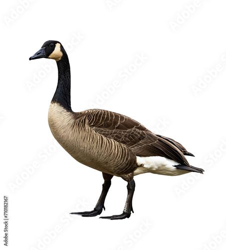 Majestic Canada Goose (Branta canadensis) PNG Clipart: Elegant Waterfowl Cutouts for Art and Design