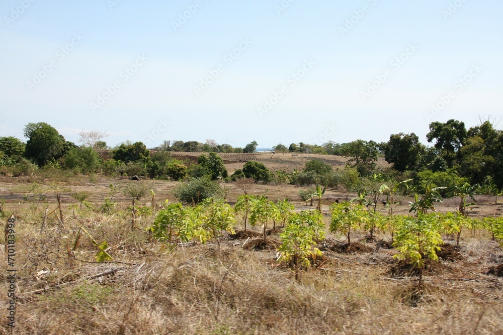 champs et campagne de l'ile de nosy be champs et campagne de l'ile de nosy be