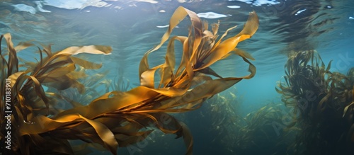 Brown stalked kelp frond in the southern Pacific ocean.
