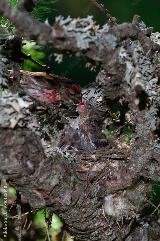 Fototapeta premium Redpoll (Acanthis flammea) Organetto
