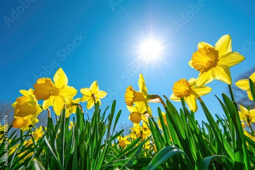 Bright Spring Daffodils Under Sunlight, Springtime Bloom