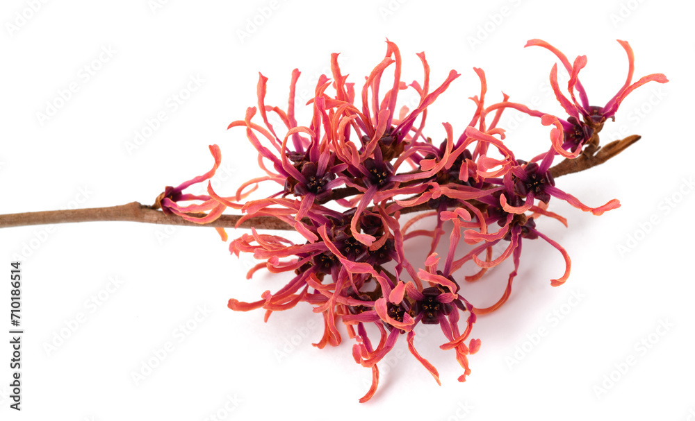 Naklejka premium Witch hazel flowers