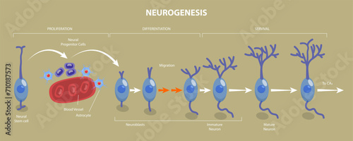 3D Isometric Flat Vector Illustration of Neurogenesis, Neuron Development Process Steps photo