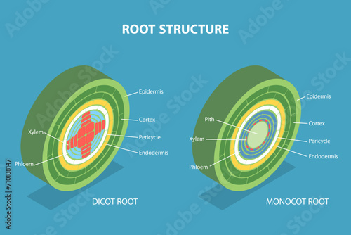 3D Isometric Flat Vector Illustration of Root Structure, Plant Anatomy photo