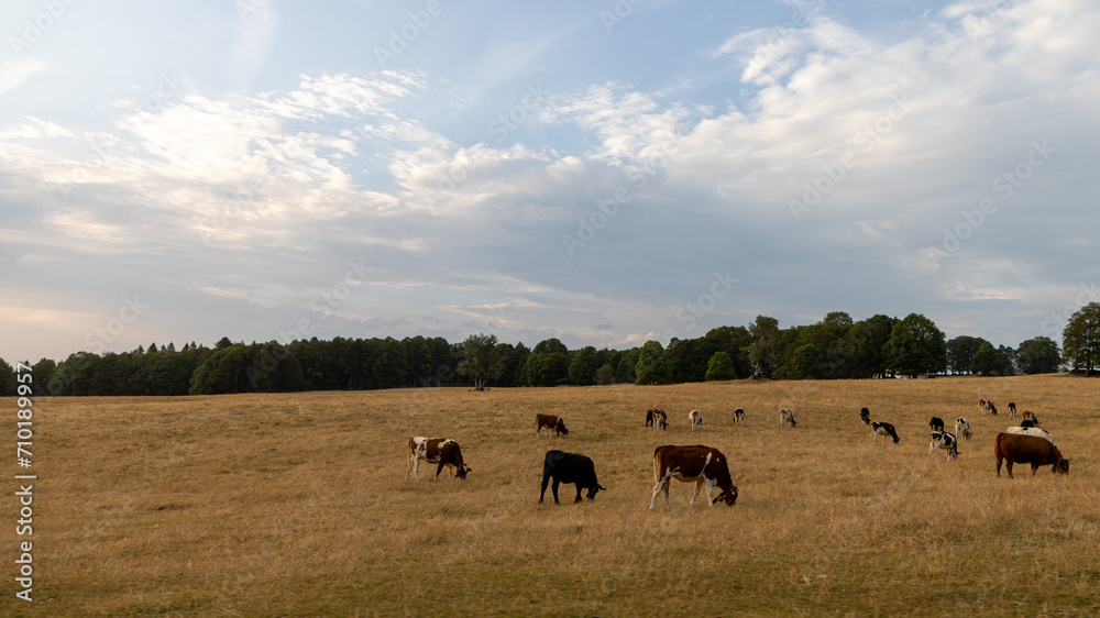 herd of cows on a meadow