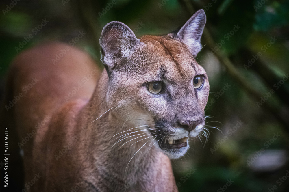 Fototapeta premium Cougar (Puma concolor)