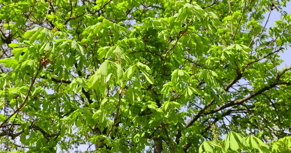 a flowering chestnut tree in the spring season, a spring park with chestnuts with flowers and with the first green foliage in sunny weather a flowering chestnut tree in the spring season, a spring park with chestnuts with flowers and with the first green foliage in sunny weather