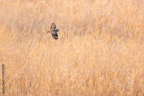 狩りのために飛翔する美しいコミミズク（フクロウ科）。

日本国栃木県栃木市、渡良瀬遊水地にて。
ラムサール条約登録地。
2024年1月7日撮影。

A beautiful Short-eard Owl (Asio flammeus, family comprising owls) in flight for hunting.

At WATARASE Retarding Basin, Tochig