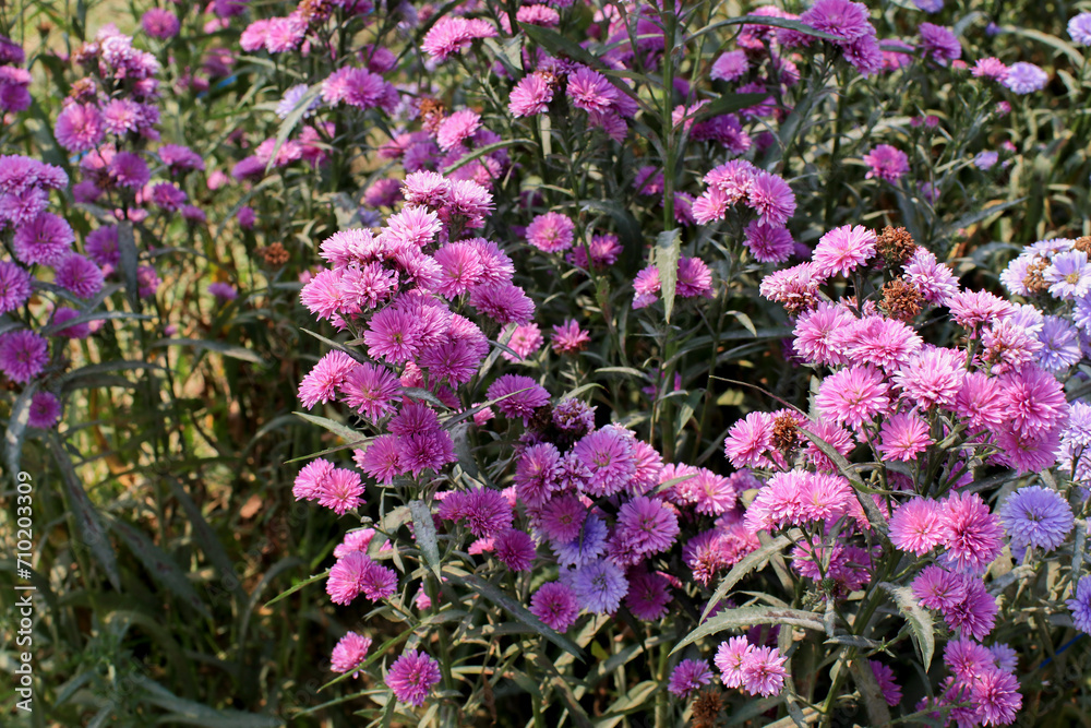 Obraz premium Purple flower garden in public park on sunny day. Garden with blooming flowers in summer, outdoor. Natural spring landscape