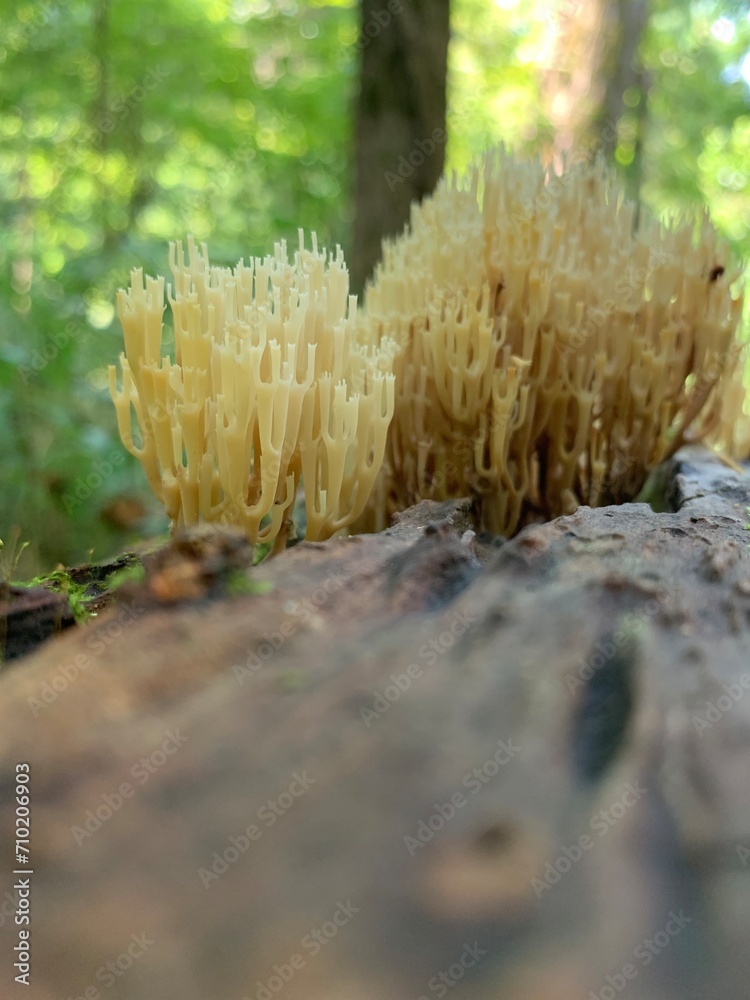 Coral Fungi on Log Coral Fungi on Log