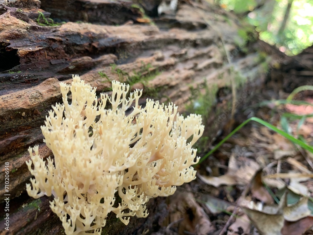 Coral Fungi on Log Coral Fungi on Log