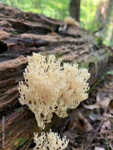 Coral Fungi On Log
