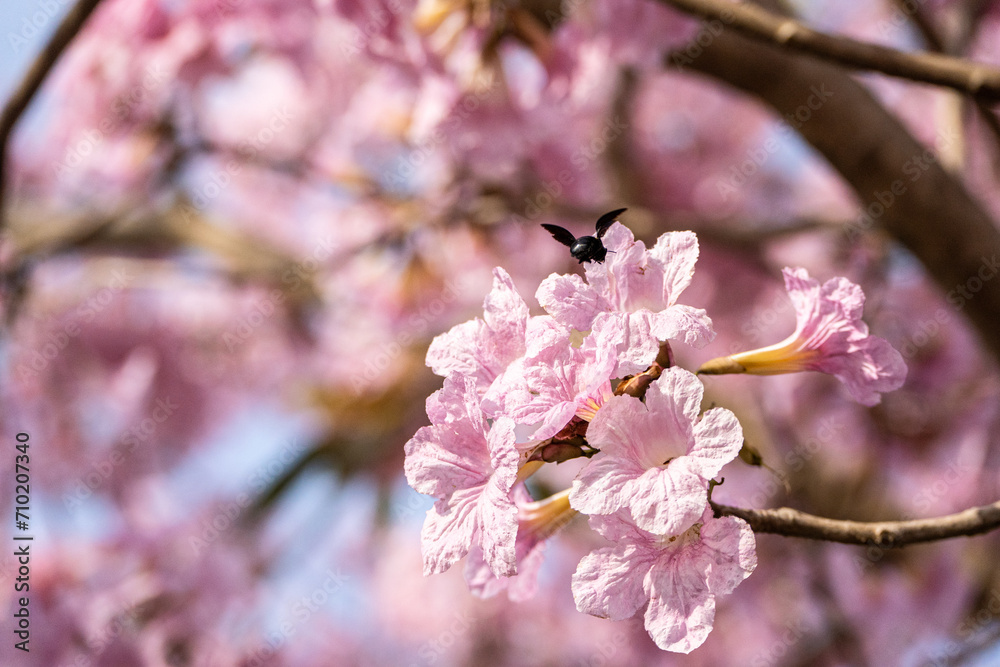 Fototapeta premium Tabebuya, a type of plant originating from Brazil. Most people often think of it as Sakura, because the shape of the flower is similar to that of cherry blossoms