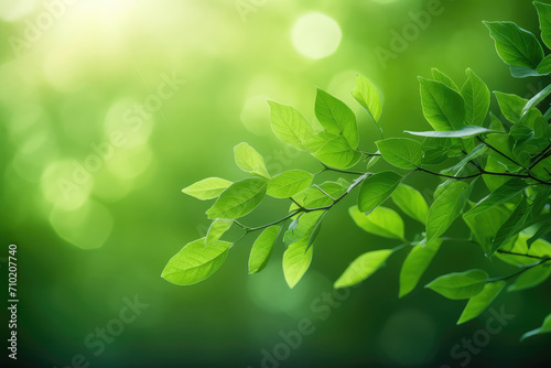 Nature of green leaf in garden at summer. Closeup beautiful Natural green leaves plants using as spring background.