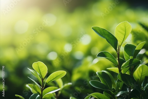 Eco friendly green leaves bokeh background with space for text and concept of ecology