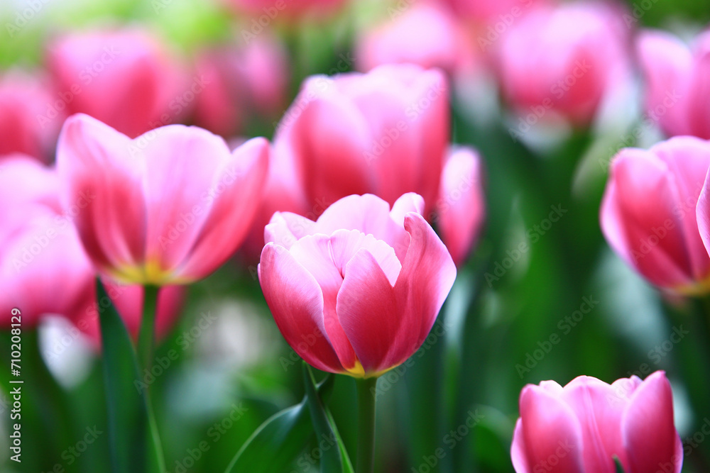 pink Tulip flowers blooming in the garden with green leaves pink Tulip flowers blooming in the garden with green leaves