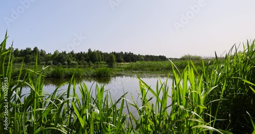 river,   water with waves in the river withtrees  on the river bank photo