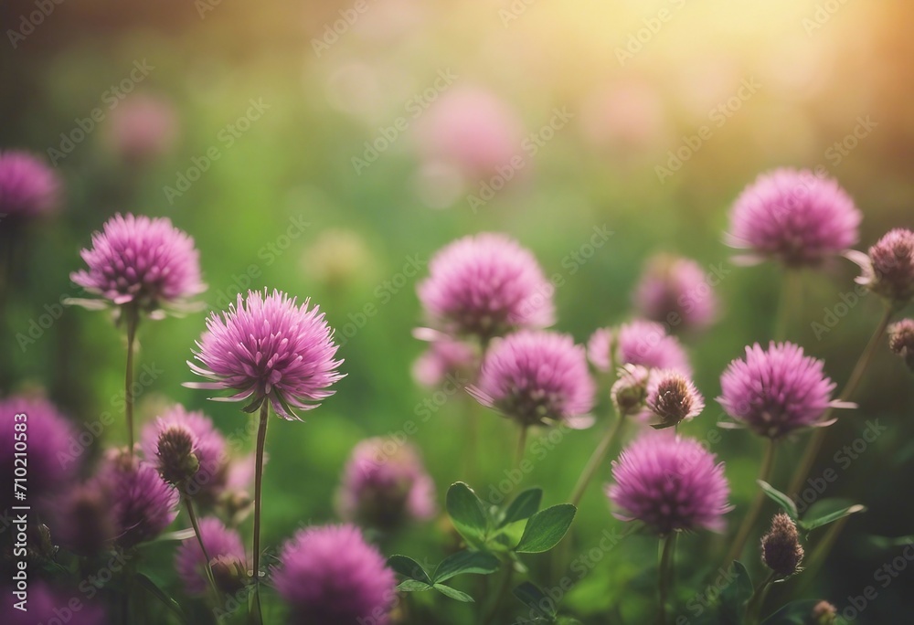 Beautiful large flowers of wild meadow clover in nature on a blurred background in spring in summer Beautiful large flowers of wild meadow clover in nature on a blurred background in spring in summer