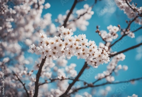Beautiful spring landscape with Selective soft focus Branches of a flowering tree in nature Park and