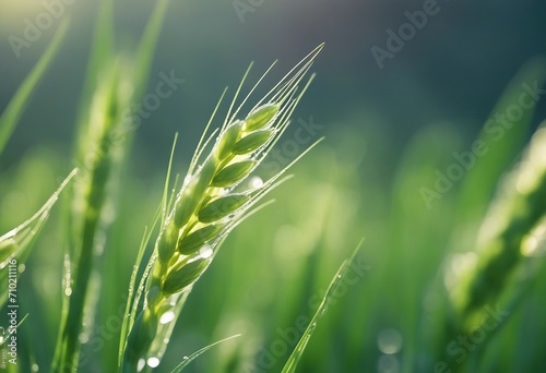 Fresh young wheat ear in the morning light in droplets of water close-up macro in nature on a light