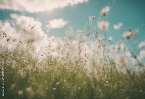 Wild blossoming grass in field meadow in nature on background sky with clouds defocused close-up Bea