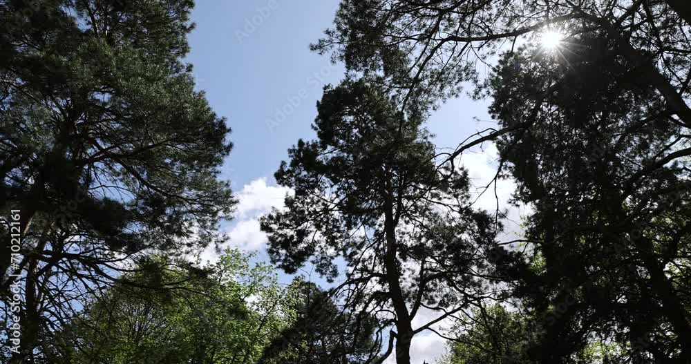 tall pines against the blue sky, pine trees view from bottom to top in spring tall pines against the blue sky, pine trees view from bottom to top in spring