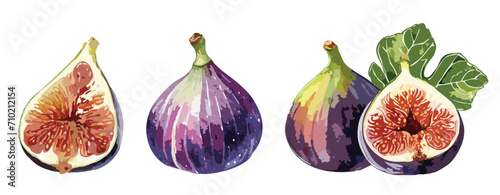 Watercolour painting of fig fruit