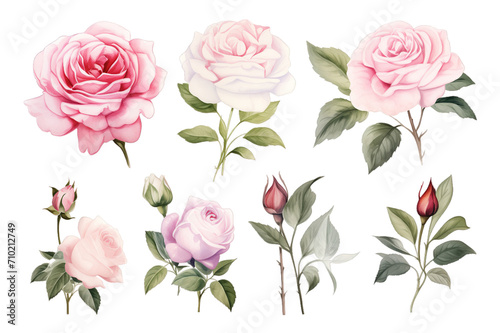 Collection of set watercolor white and pink rose flower isolated on transparent background. PNG file  cut out