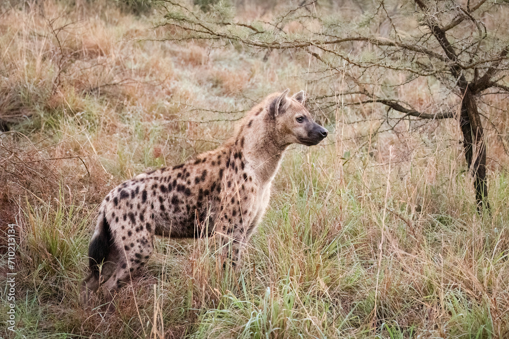 A spotted hyena looking off into the distance while on its early morning hunt in a South African game reserve. A spotted hyena looking off into the distance while on its early morning hunt in a South African game reserve.