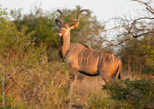 A spotted hyena looking into the distance on its early morning hunt in a game reserve in South Africa. photo