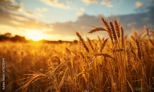 field of wheat, environmental and farming concept