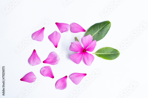 Pink flower Geranium, Pelargonium x hortorum  © YAYAH