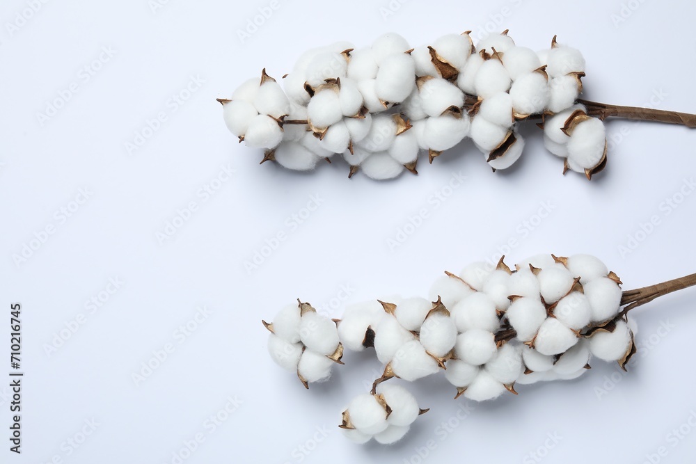 Branches with cotton flowers on white background, top view. Space for text